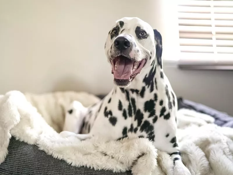 Dalmatians