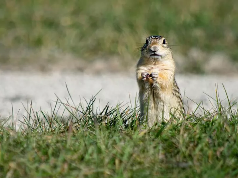 Thirteen Lined Ground Squirrel