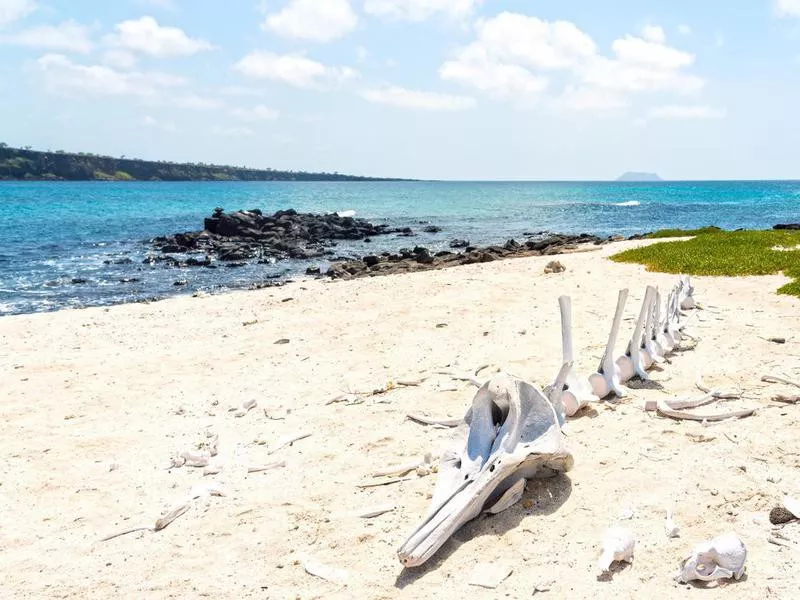 Bones of Dolphin On the Beach