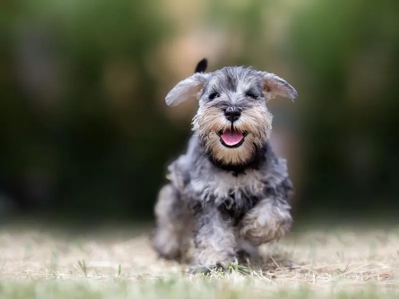 Miniature Schnauzer