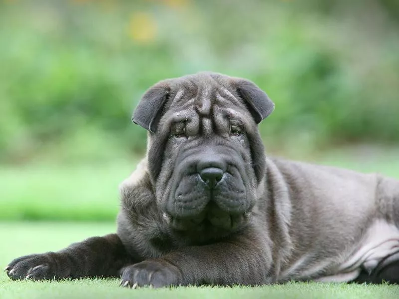 Shar-Pei