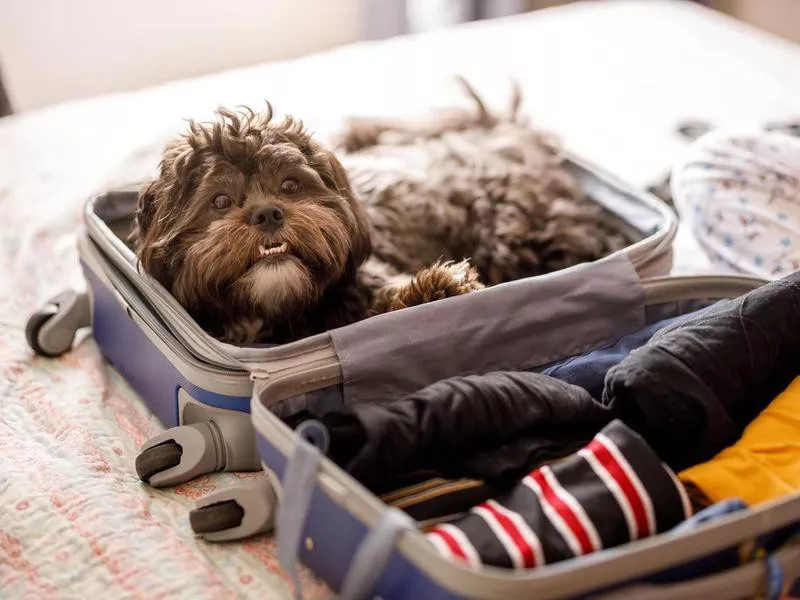 Cute dog inside of open suitcase