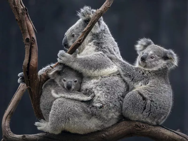 Koala