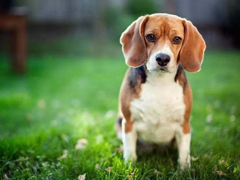 beagle