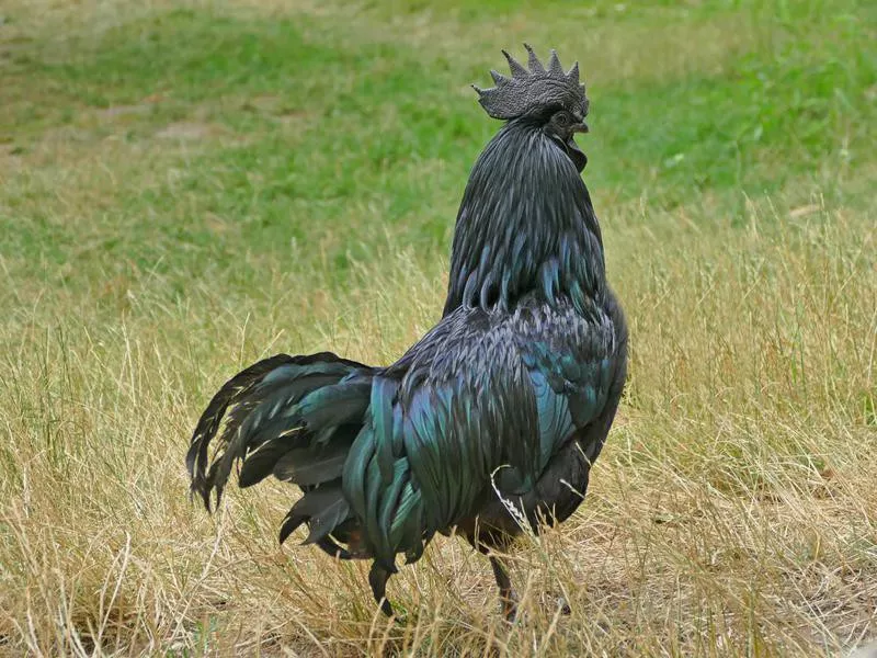 Ayam Cemani Chicken