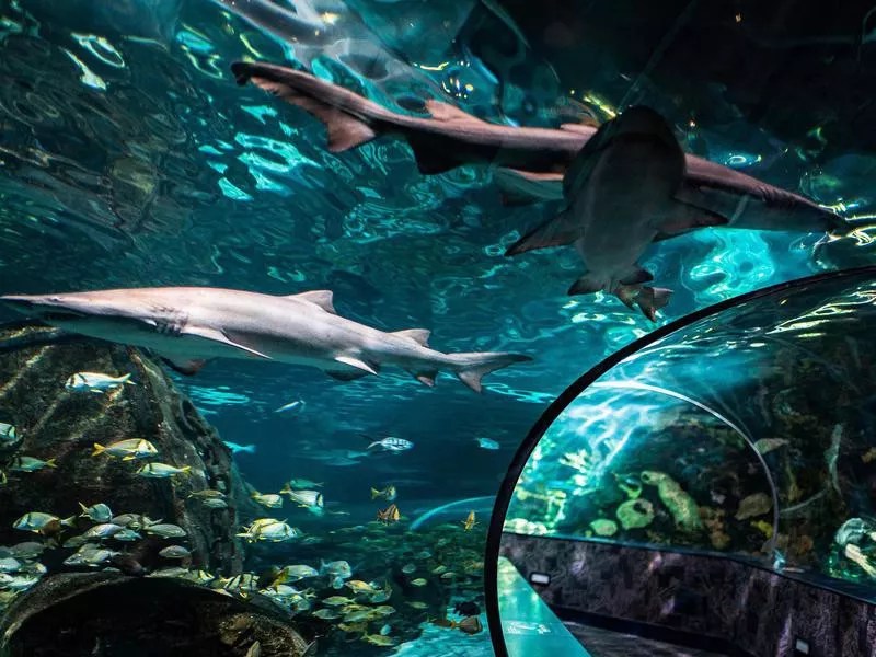 Ripley’s Aquarium of the Smokies