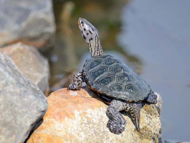 Diamondback Terrapin