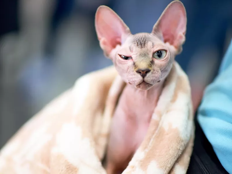 funny sphynx cat