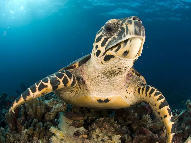 Hawksbill Sea Turtle