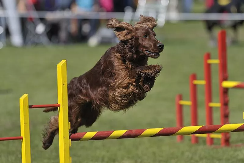 Irish Setter jumping