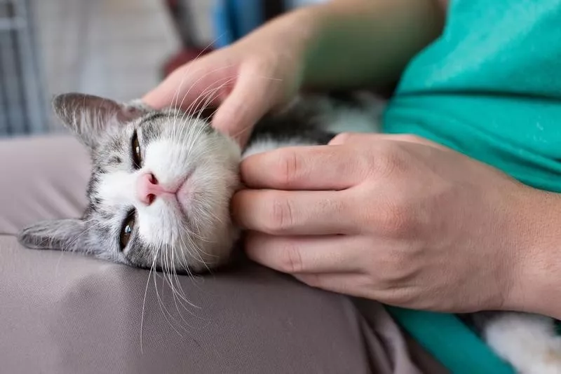 Massage Petting