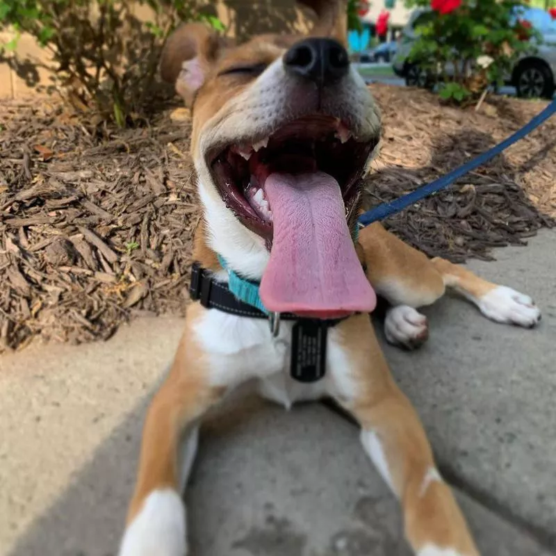 Rescue dog with tongue out