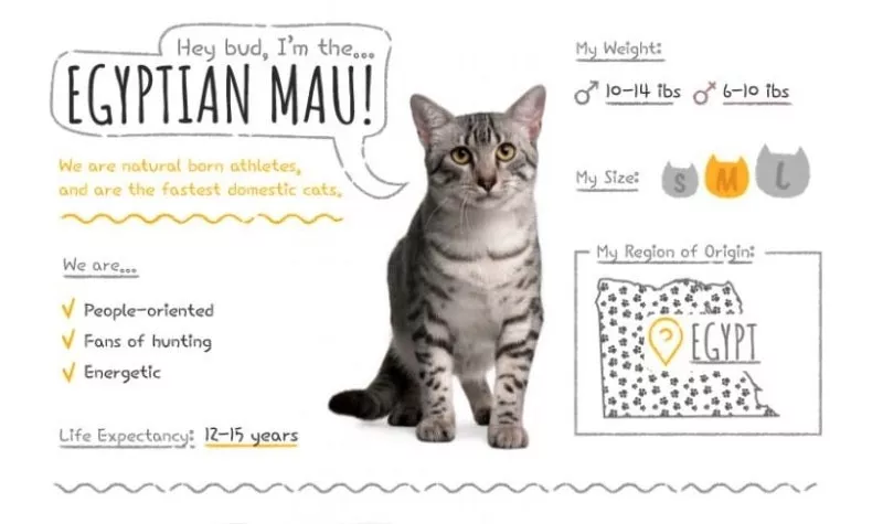 egyptian mau