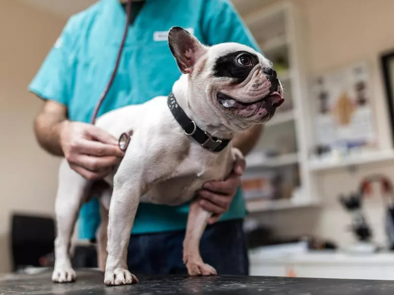 Dog getting a check up