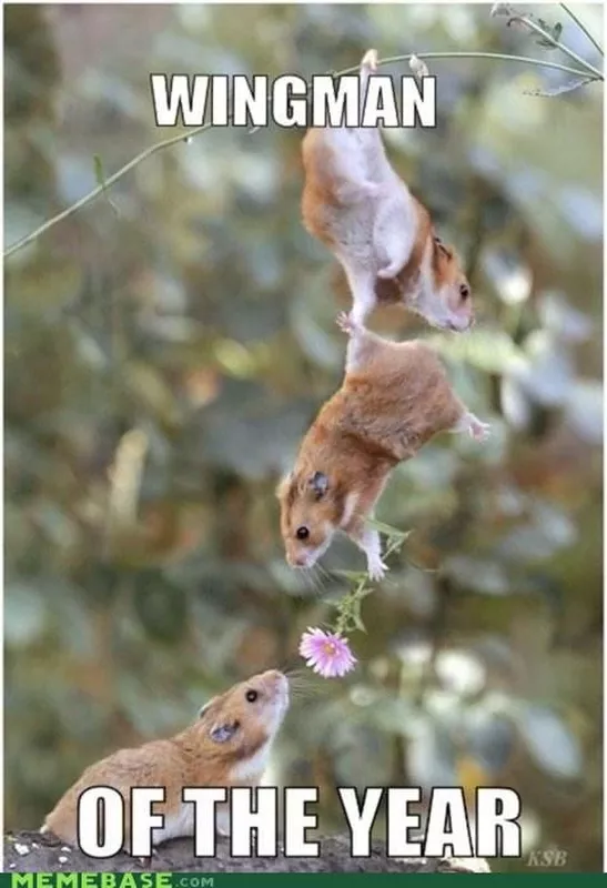 Cute hamster handing another hamster a flower