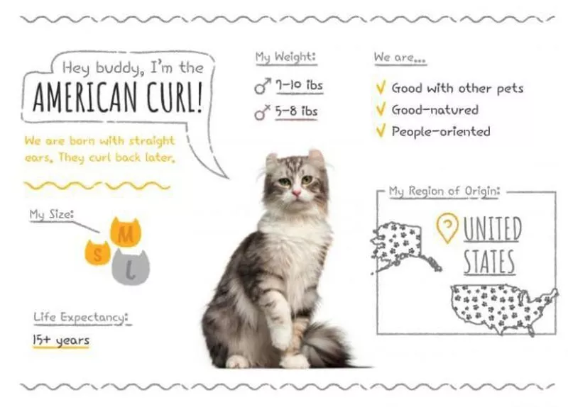 American Curl