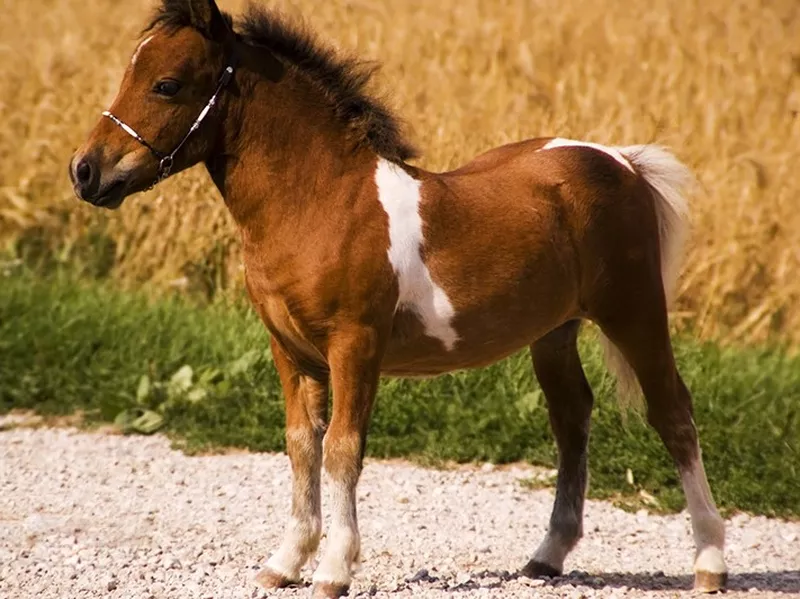 miniature horses