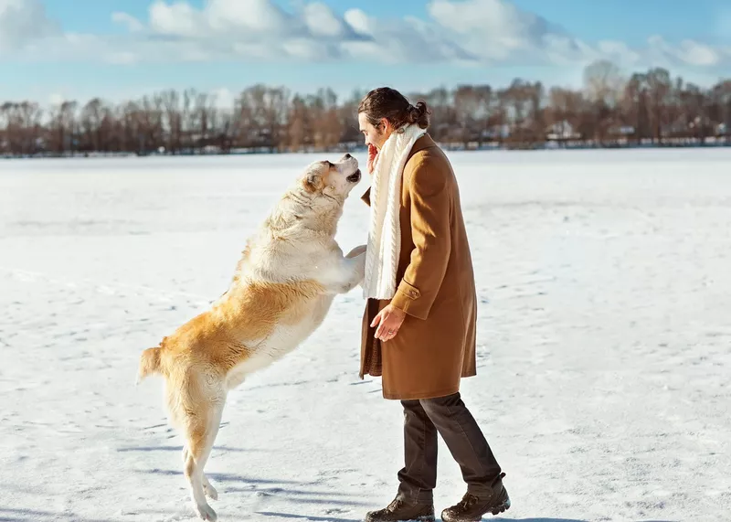 Man and central Asian shepherd walk in the park