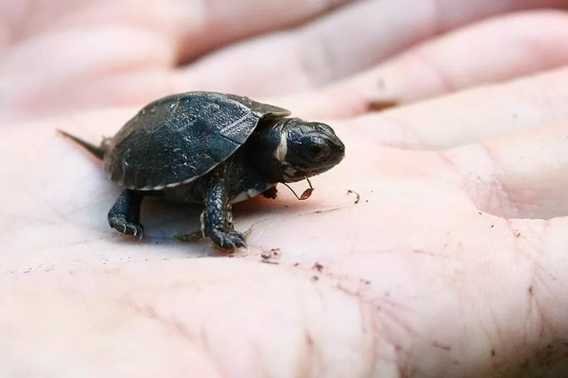 North American Bog Turtle