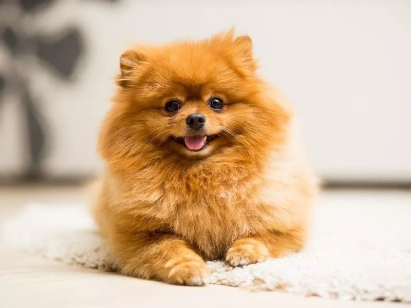 Pomeranian