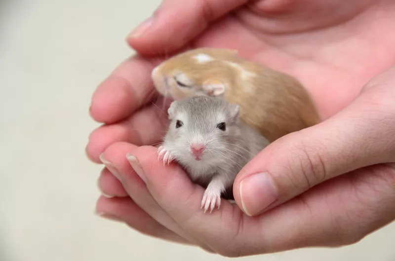 How to Care for Gerbils