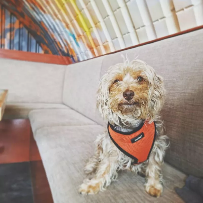 Smiling Yorkie Poo