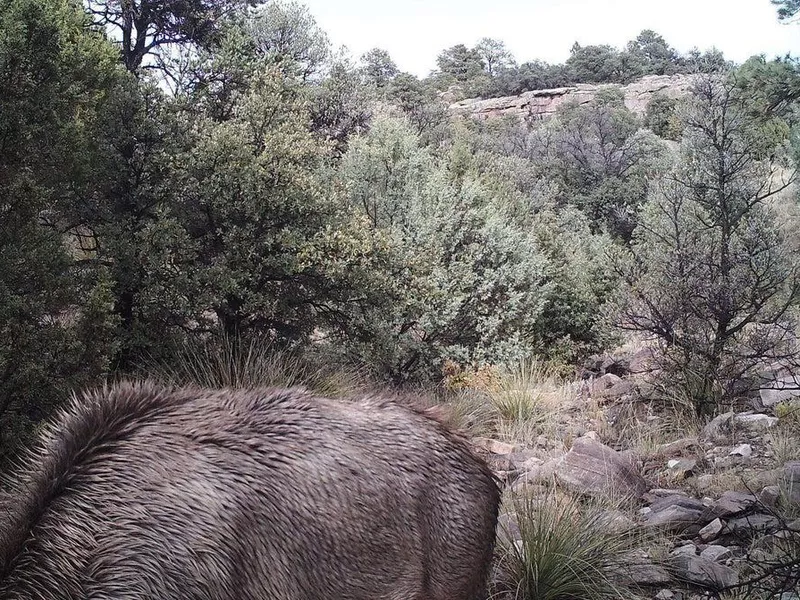 Mountain lion hidden