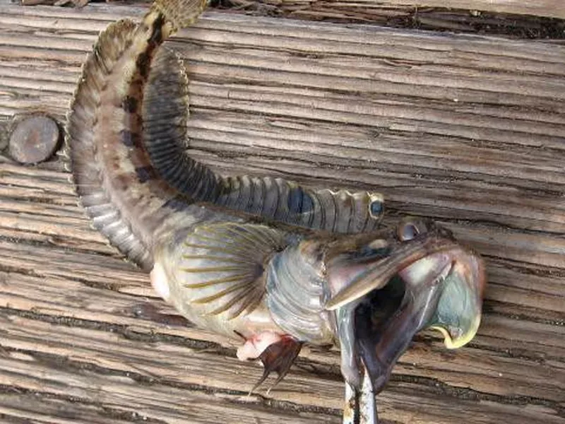 Sarcastic Fringehead Fish