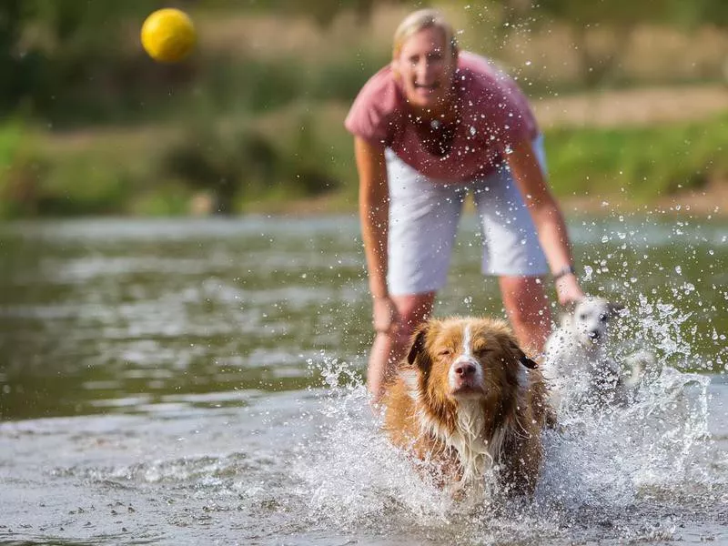 australian shepherd