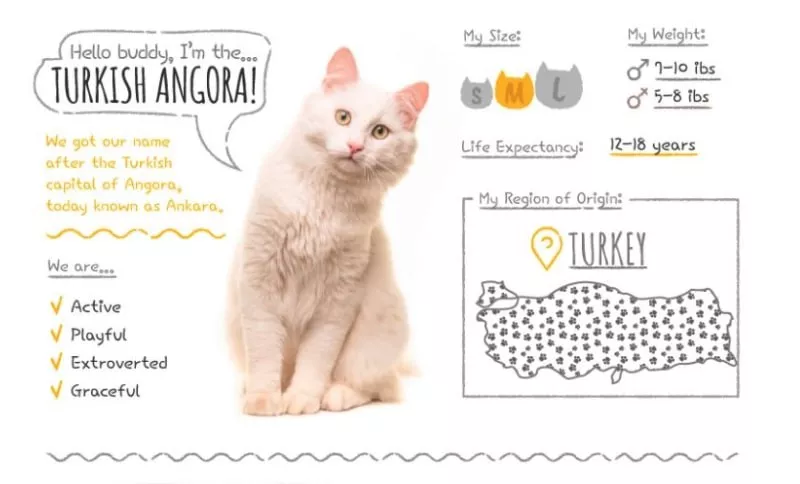 Turkish Angora stats