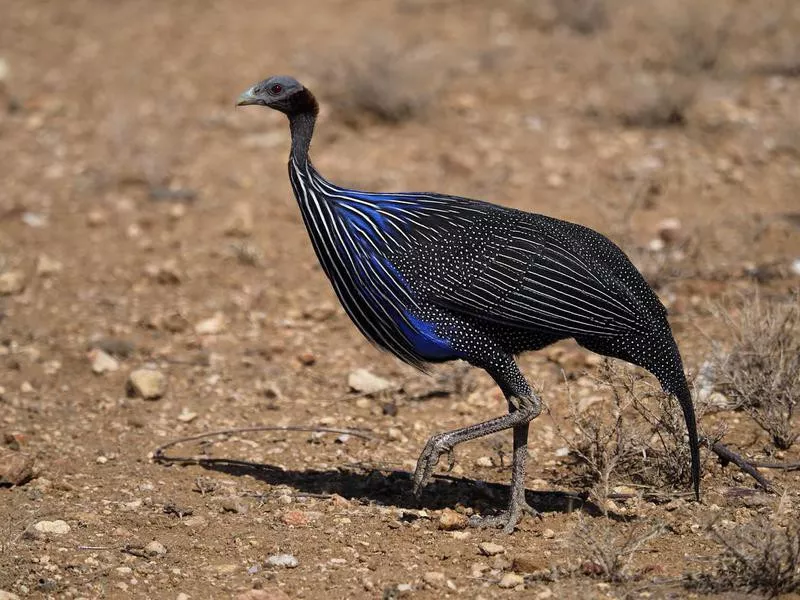 Vulturine Guineafowl