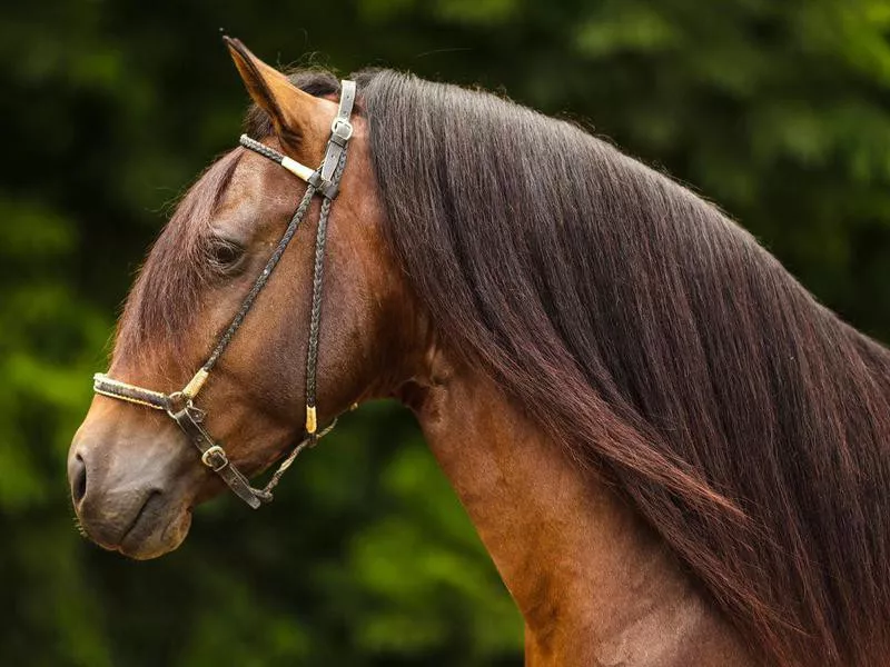 Paso Fino