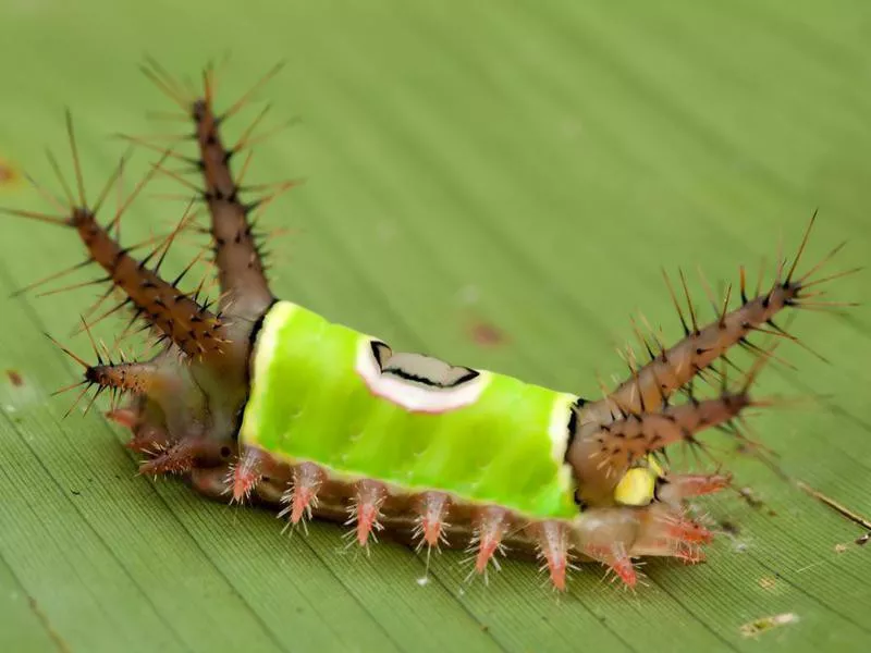 Saddleback Caterpillars