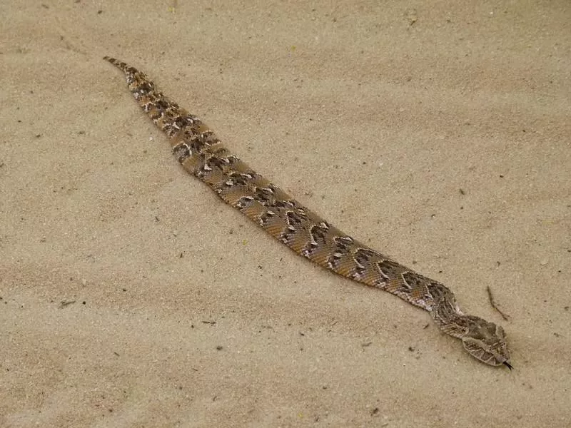 Puff Adder in Sand