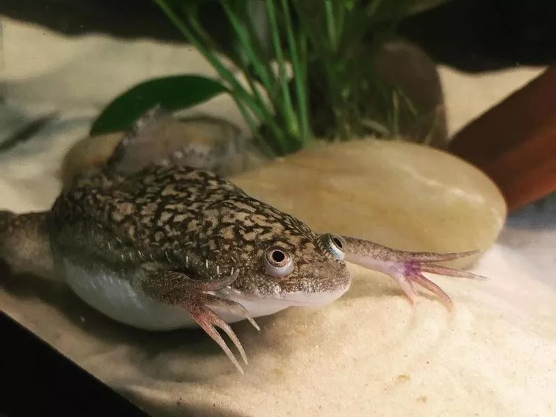 African clawed frog walking