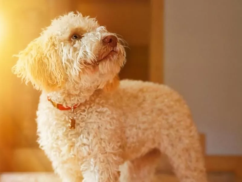 Lagotto Romagnolo