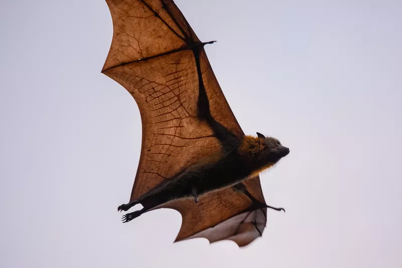 Bat wings