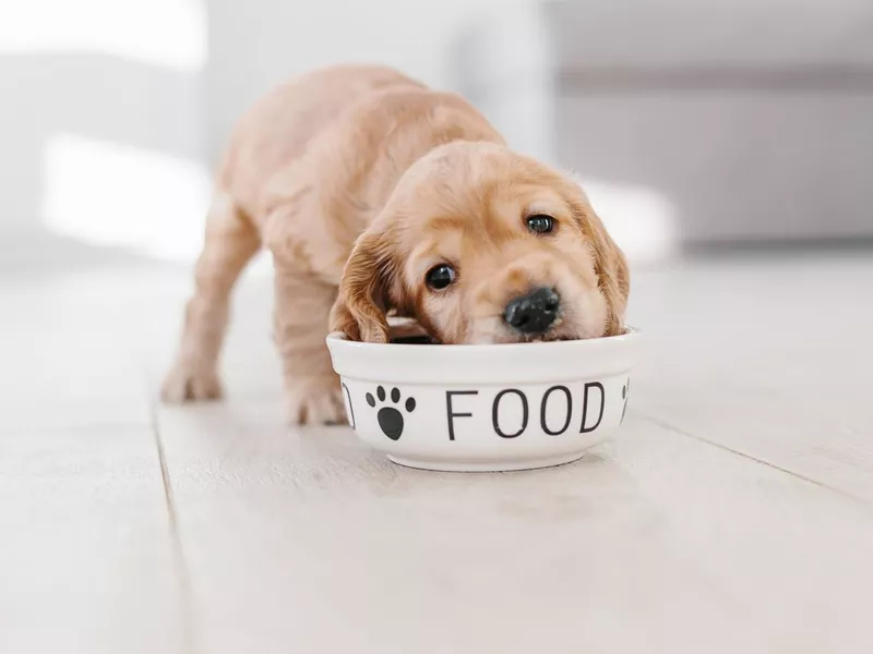 English cocker spaniel puppy eating dog food