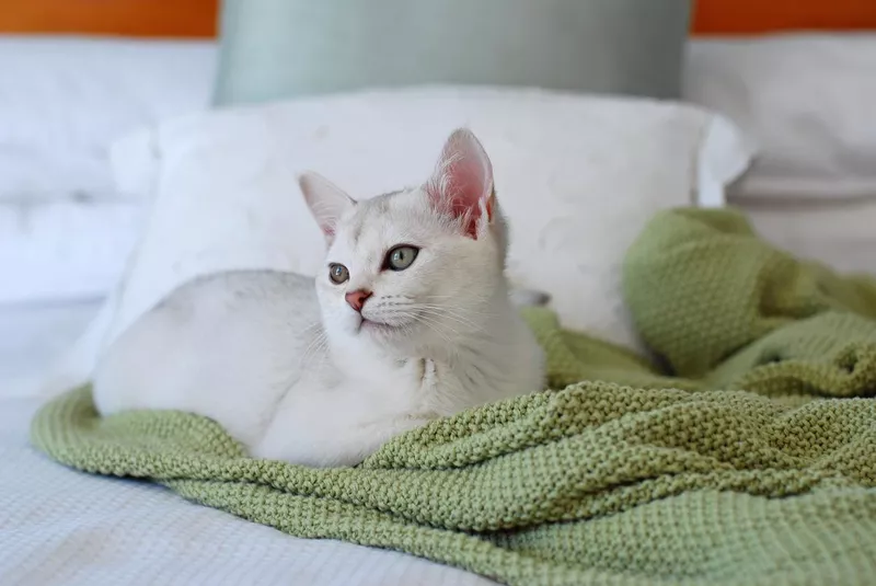 Burmilla kitten on bed