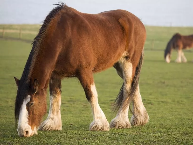 Clydesdale