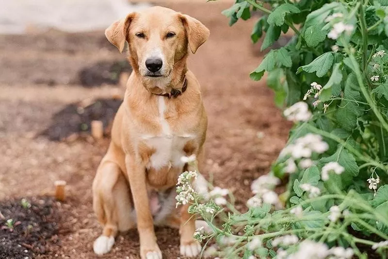 Beagador