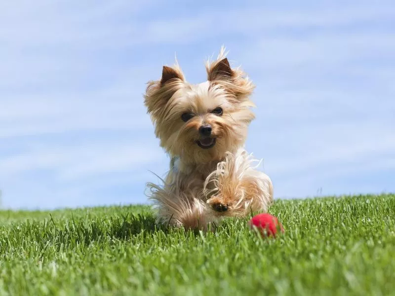 Yorkshire Terrier