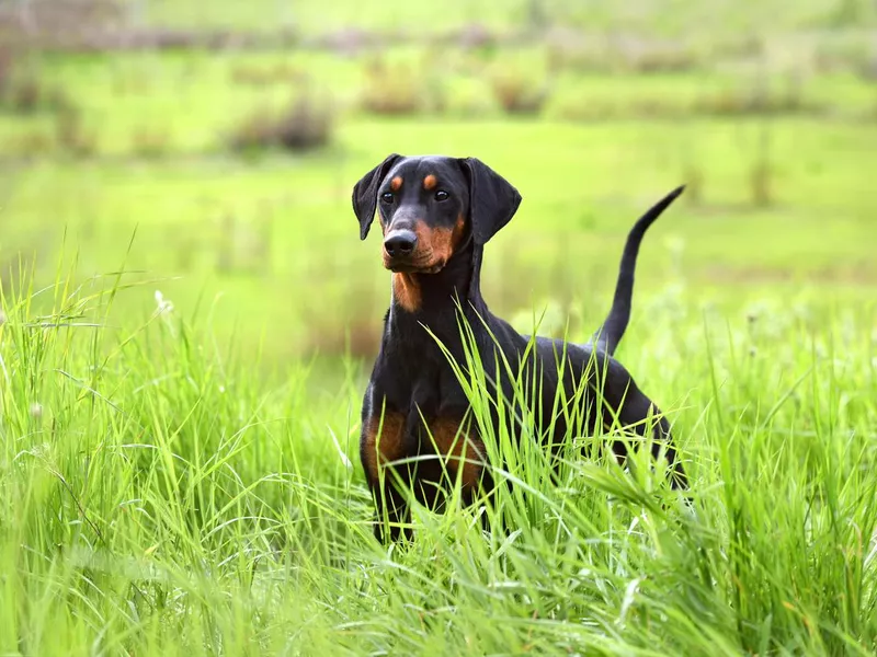 German Pinscher dog