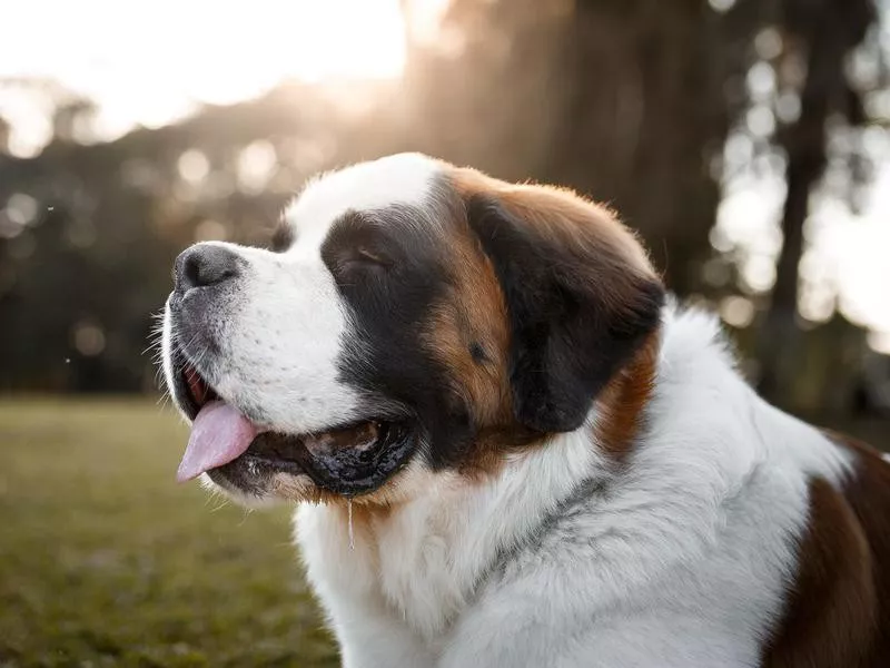 Saint Bernard