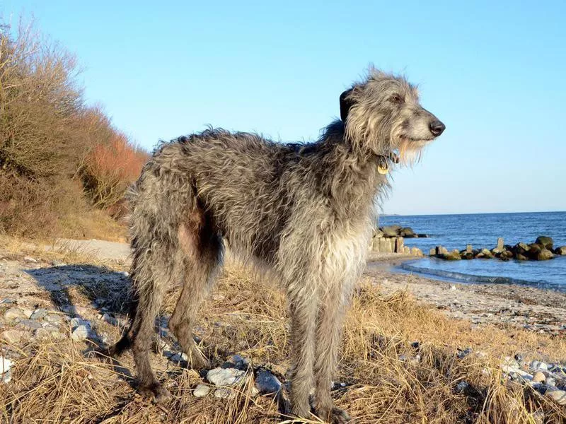 Scottish Deerhound