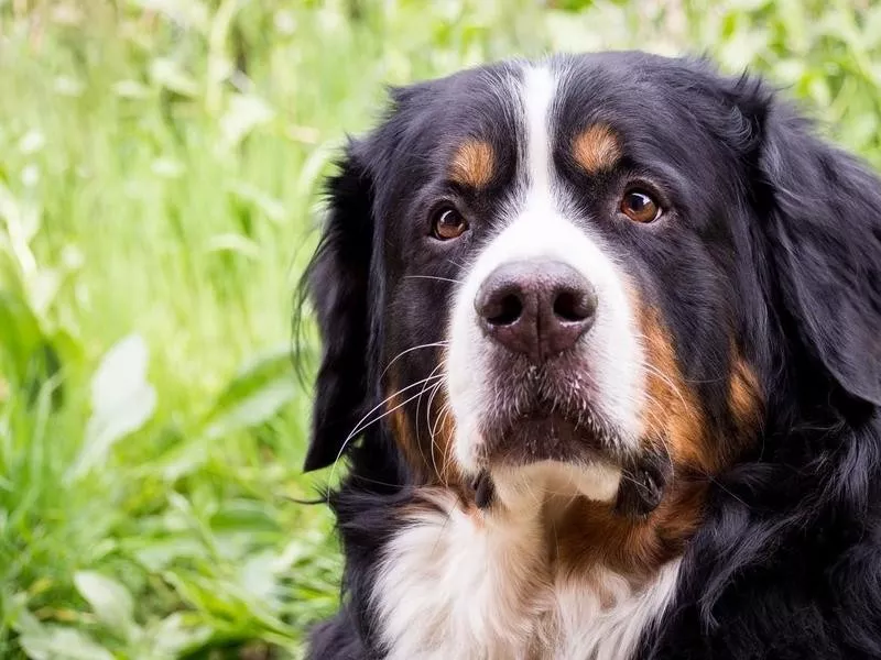 Greater Swiss Mountain Dog