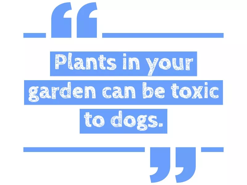 Dangerous for dogs to eat indoor and garden plants