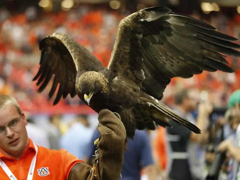 War Eagle VIII