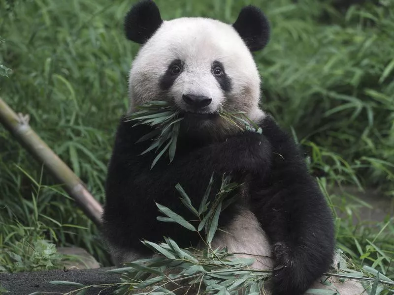 Cute panda eating bamboo