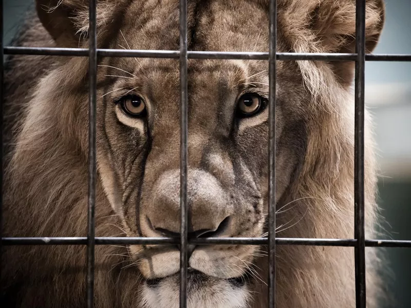 Lion in a cage